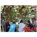 凤凰县开展无籽猕猴桃“翡翠香果”栽培技术讲座