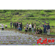 2024年凤凰县烤烟大田管理培训现场会在禾库镇召开