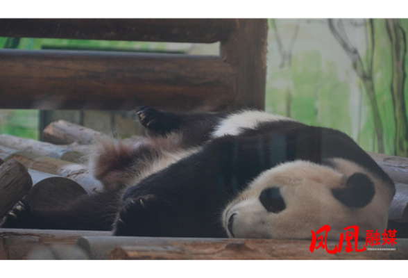 夏日炎炎大熊猫开启“躺吃懒睡”避暑模式
