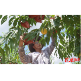 黄桃迎丰收特色产业助农增收