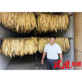 凤凰县：新能源烘烤技术让烟叶发展“底色”更绿