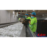 凤凰：120秒 鲜果变果浆 猕猴桃加工正当时