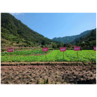 凤凰：冬种油菜不“闲”田   绘就来年好“丰”景