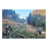 凤凰县：栽下油茶绿满坡  产业致富“油”盼头