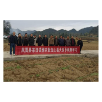 凤凰县：以钉钉子精神推进烟田冬翻工作