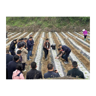 凤凰县茶田镇：烤烟移栽春耕忙   技术“加持”护生产