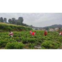 凤凰县林峰乡：茶园满飘香  春日采茶忙