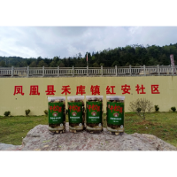 凤凰县禾库镇：赤松茸产业铺就搬迁群众“致富路”  