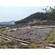凤凰县：抓好起垄盖膜，夯实烟叶提质增效基础