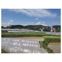 凤凰县落潮井镇高云洞村：大棚西瓜铸就致富之路