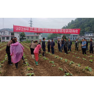 凤凰县山江镇：烟叶培土促增收  振兴之火可燎原