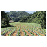 凤凰县：三强化推进新增耕地“春苗”行动落实