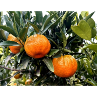 凤凰县水打田乡抢抓好时节    柑橘管护忙