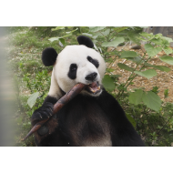做一只幸福小熊    快乐干饭快意熊生