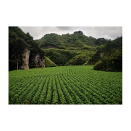 凤凰县“四优化”推动烟叶生产质量提升