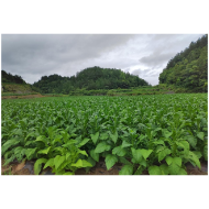 凤凰县：抢抓晴好天气   全力做好烟叶中耕管理工作