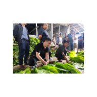 凤凰县：积极应对自然灾害   强化烟叶生产管理