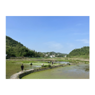 凤凰县德榜村驻村工作队助农插秧 助力农业生产