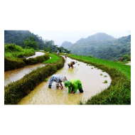   诗歌凤凰/山村农事二首