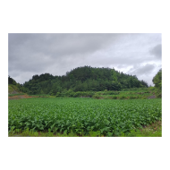 凤凰县：党建引领促烟叶产业高质量发展
