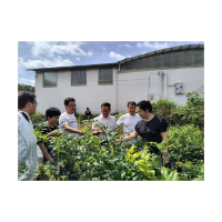 湖南凤凰：州县乡三级“科技联姻”赋能雪茶产业兴旺   共绘乡村振兴富民新画卷