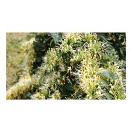 一簇忍冬暖山乡    金银花在偏远山区绽放希望