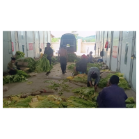 凤凰县禾库镇：千亩烤烟烘烤忙   金叶“出炉”开遍地