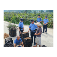 凤凰公安：民警田间地头巡查   护航猕猴桃丰收