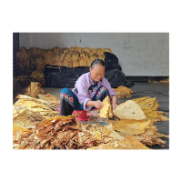 凤凰县两林村：烤烟烘烤正当时