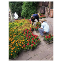 凤凰县住建局：花团锦簇迎国庆    精心靓扮美凤凰