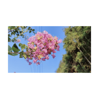 凤凰县水打田乡东子山村：紫薇花开蝶自来