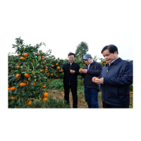 湖南凤凰：科技创新“结硕果”    激活县域发展“新动能”
