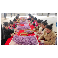 “紫色浪漫”铺就振兴路——凤凰县禾库镇藏红花喜迎丰收