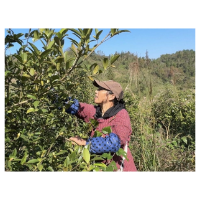 巾帼力量助力“金果”飘香——记木江坪镇长车村油茶林里的乡村振兴画卷