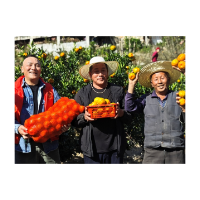 凤凰县水打田乡：千亩桔园挂“金果”   产业铺就“致富路”