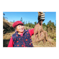 凤凰县吉信镇塘寨村：高山紫薯喜丰收   铺就乡村振兴新画卷