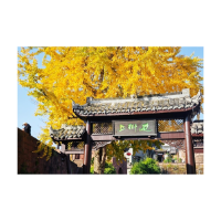 （组图）满城金黄醉初冬——凤凰古城银杏进入最佳观赏期