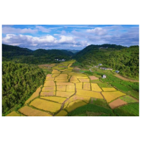 深耕特色兴产业，融合发展绘新篇——凤凰县吉信镇2025年产业发展综述