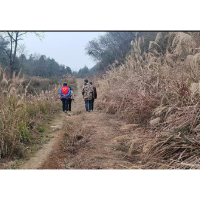 凤凰县农机中心实地勘察机耕道与下田路