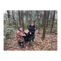 凤凰公安：八旬失明老人山中走失   警村联动平安寻回获赞