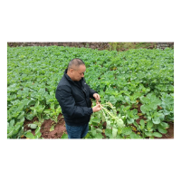 凤凰县：农技人员送技术下乡    助力油菜健康生长  