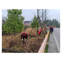 植绿添彩正当时——凤凰县残联与塘头村村支两委共筑绿色风景线