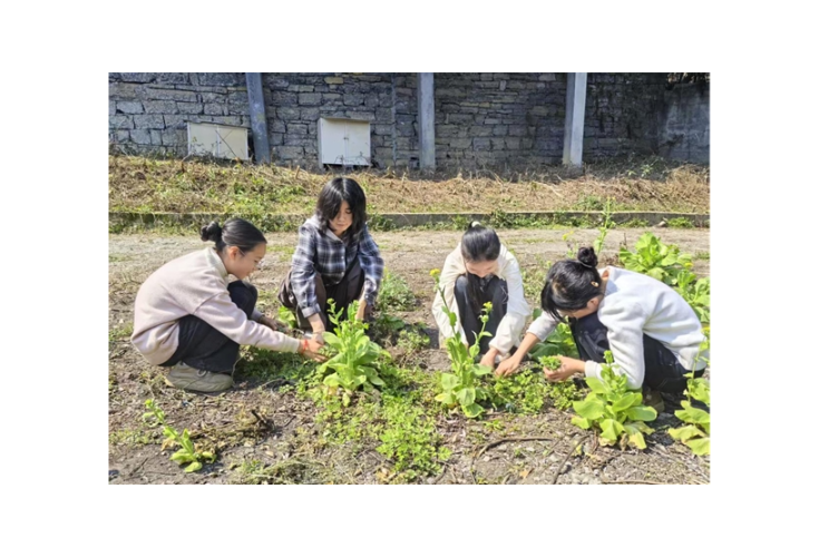 凤凰县林峰完小：闲置地变实践田  劳动教育正当时