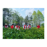 凤凰：共赴春日茶约   情暖茶乡助农