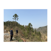 凤凰县两林乡：巡山行动不停歇   筑牢森林“防火墙”
