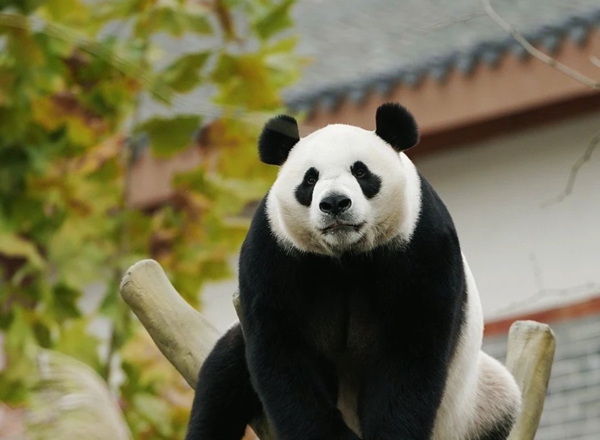 225349113e9f56c27d429fe14eaf7e8_看图王.jpg