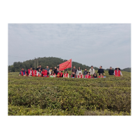 凤凰县阿拉营镇：助农采茶促营商    服务发展暖人心