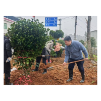 凤凰县落潮井镇：铁拳整治旅游交通路域环境  绘就乡村振兴新图景