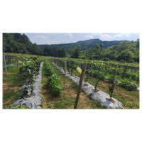 凤凰县千工坪镇：创新模式守红线   一地多收保粮仓