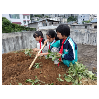 凤凰县箭道坪第二小学：非遗劳动教育启新篇   楼顶蓼蓝种植播种民族团结“种子”